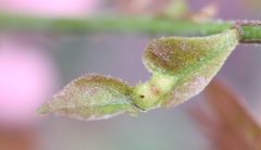 Andricus quercusutriculus