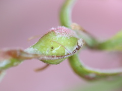 Andricus quercusutriculus