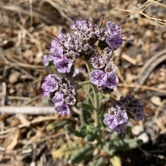 Phacelia integrifolia integrifolia