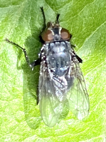 iNaturalist observation photo of Flies