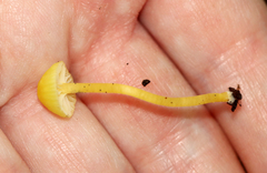 Hygrocybe parvula