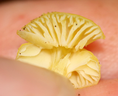 Hygrocybe parvula