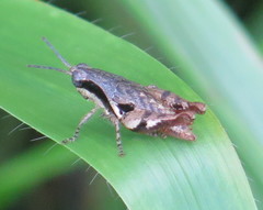 Eujivarus meridionalis