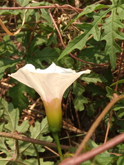 Distimake dissectus dissectus