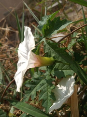 Distimake dissectus dissectus