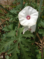 Distimake dissectus dissectus