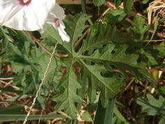 Distimake dissectus dissectus