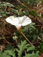 Distimake dissectus dissectus