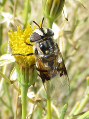 Copestylum fornax