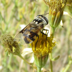 Copestylum fornax