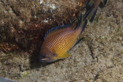 Chromis limbata
