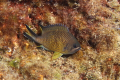 Chromis limbata