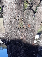 Iguana iguana