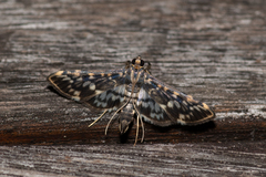 Rhimphalea sceletalis