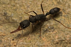 Harpegnathos venator