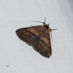 Ophyx eurrhoa
