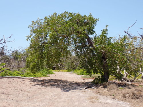 Green Buttonwood