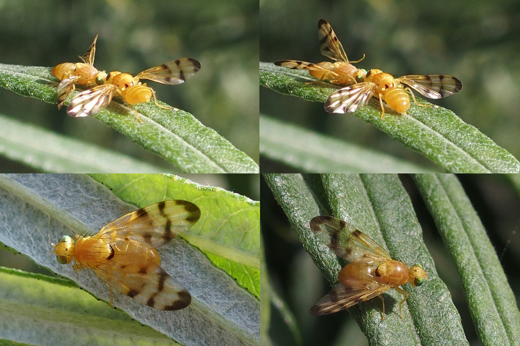 Mugwort Leaf-miner