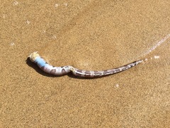 Gymnothorax rueppelliae