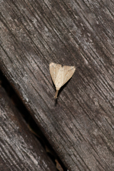 Trigonistis demonias