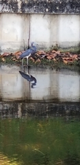 Egretta tricolor