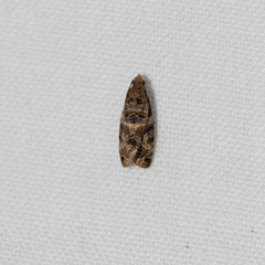 Lobesia transtrifera