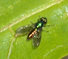 Sargus viridis