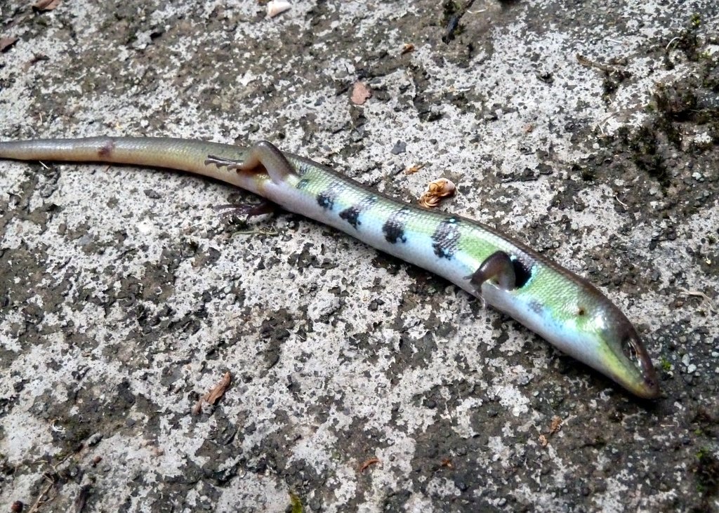 O'Shaughnessy's Galliwasp