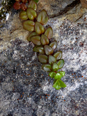 Epilobium gracilipes