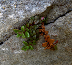 Epilobium gracilipes