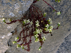 Galium perpusillum