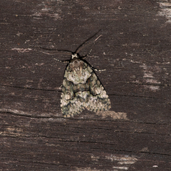 Pherechoa crypsichlora