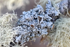 Imshaugia placorodia