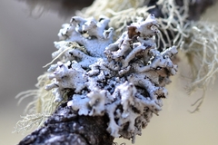 Imshaugia placorodia
