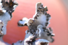 Imshaugia placorodia
