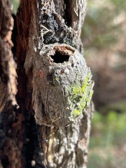 Opodiphthera eucalypti