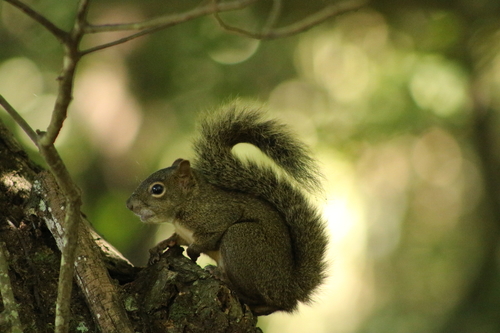 Brazilian Squirrel, photo 6 of 7