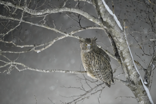 Blakiston's Fish Owl (Ketupa blakistoni), photo 7