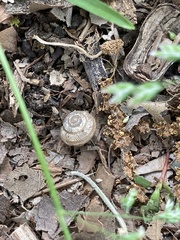 Polygyrinae