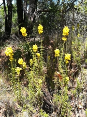Calceolaria thyrsiflora