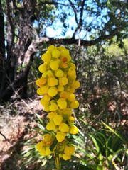 Calceolaria thyrsiflora