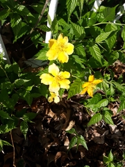 Kerria japonica