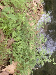 Lithospermum matamorense