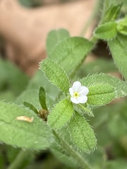 Lithospermum matamorense