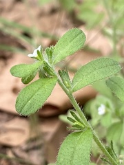 Lithospermum matamorense