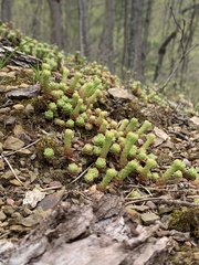 Sedum glaucophyllum