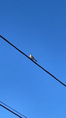 Mimus polyglottos
