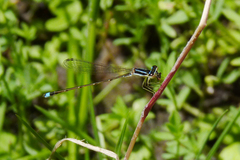 Argentagrion ambiguum
