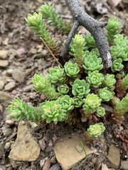 Sedum glaucophyllum