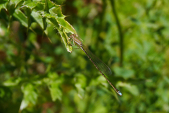 Argentagrion ambiguum